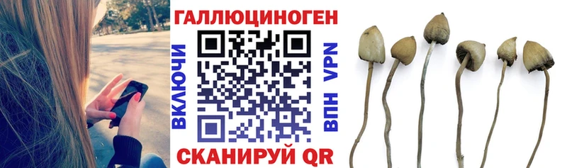 Купить  Дюртюли  Псилоцибиновые грибы Psilocybe 